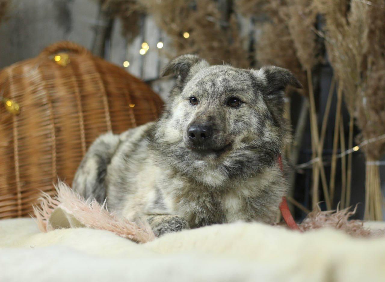Chiens à adopter